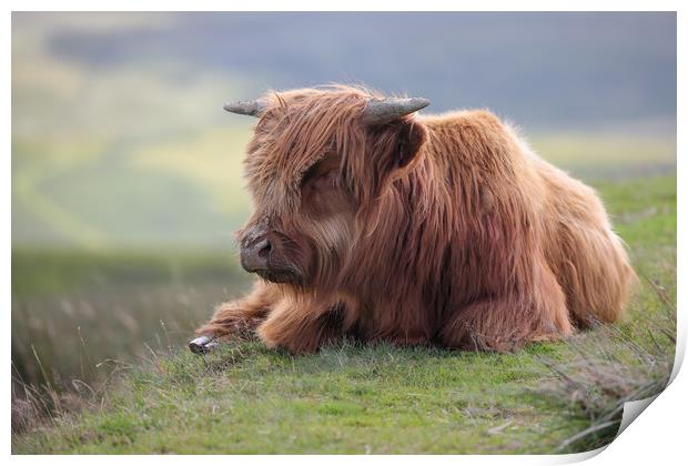 Highland Cow Calf in the Black Mountains, Wales Print by Simon Marlow