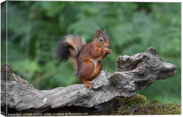 Red Squirrel enjoying a nut Canvas Print by GBR Photos