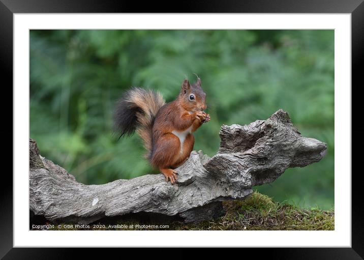Red Squirrel enjoying a nut Framed Mounted Print by GBR Photos