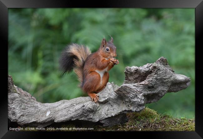Red Squirrel enjoying a nut Framed Print by GBR Photos