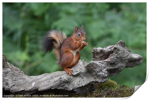 Red Squirrel enjoying a nut Print by GBR Photos