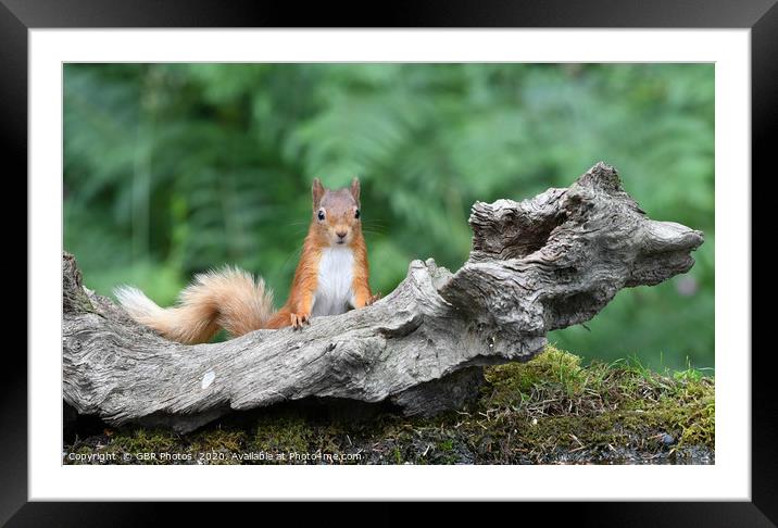 Cheeky Squirrel Framed Mounted Print by GBR Photos