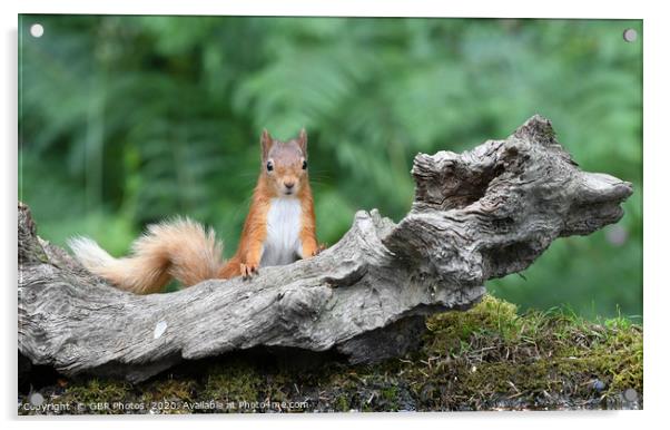 Cheeky Squirrel Acrylic by GBR Photos