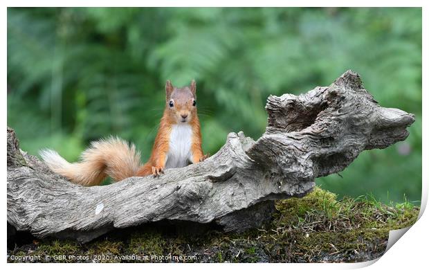 Cheeky Squirrel Print by GBR Photos