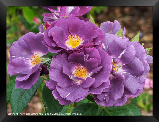 Rhapsody in Blue Roses Framed Print by Angela Cottingham