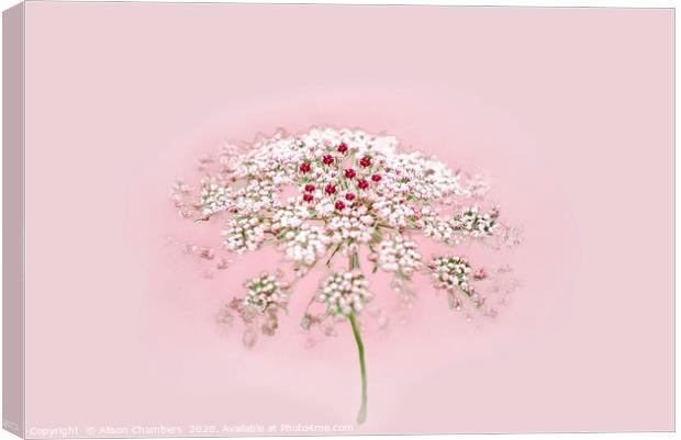 Pink Lace Canvas Print by Alison Chambers