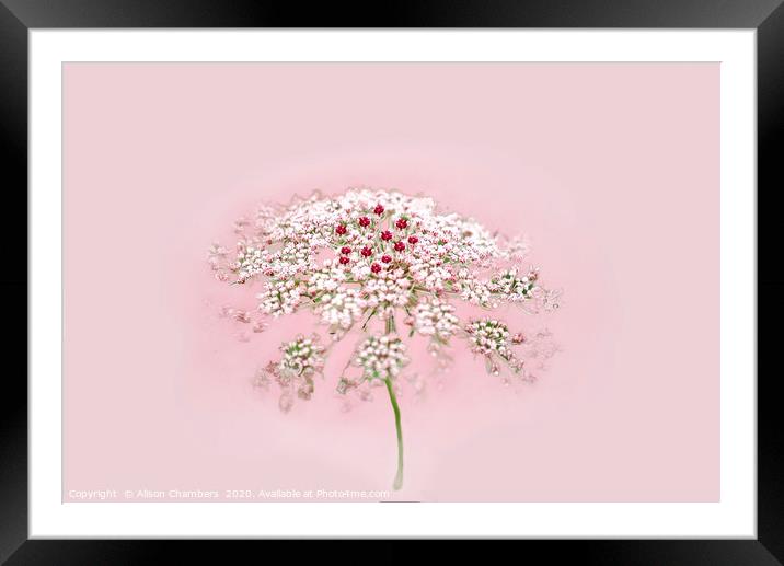 Pink Lace Framed Mounted Print by Alison Chambers