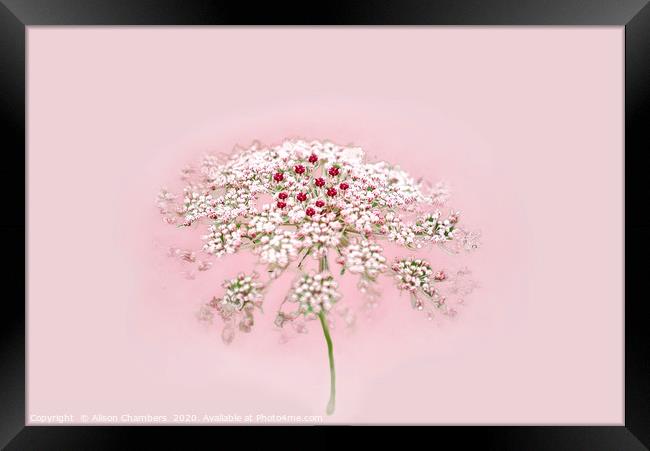Pink Lace Framed Print by Alison Chambers