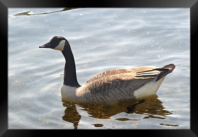 Canada Goose Framed Print by Chris Day