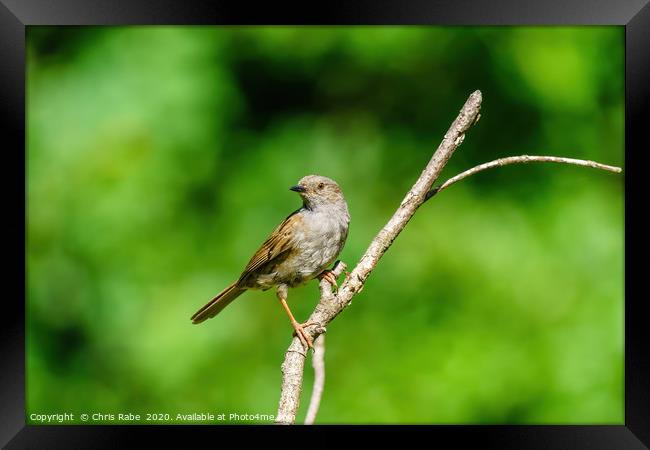 Portrait of a Dunnock Framed Print by Chris Rabe