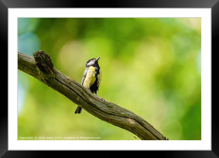 Great Tit  Framed Mounted Print by Chris Rabe
