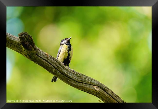 Great Tit  Framed Print by Chris Rabe