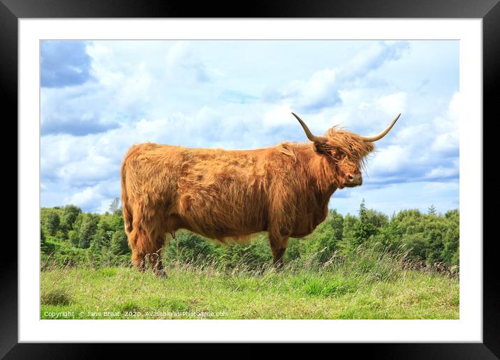 Majestic Scottish Cow in the Field Framed Mounted Print by Jane Braat