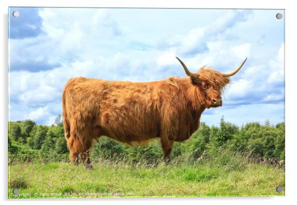 Majestic Scottish Cow in the Field Acrylic by Jane Braat