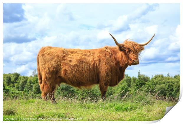 Majestic Scottish Cow in the Field Print by Jane Braat