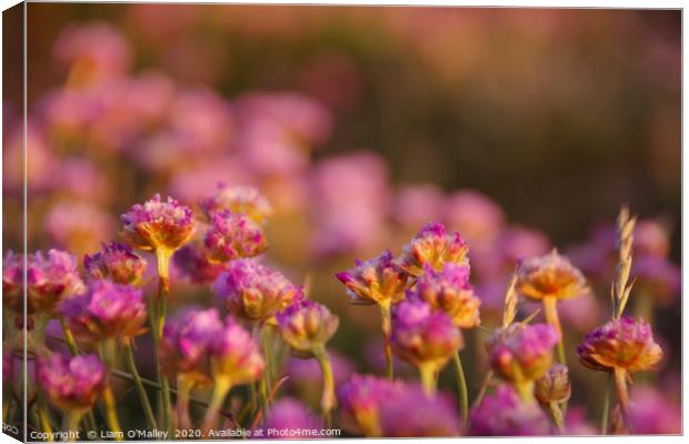 Pink Thrift Flowers in the Evening Sun Canvas Print by Liam Neon