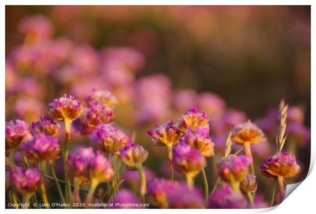 Pink Thrift Flowers in the Evening Sun Print by Liam Neon
