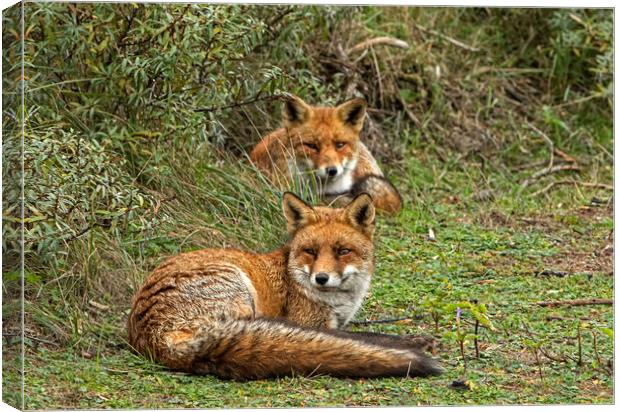 Two Red Foxes relaxing Canvas Print by Jenny Hibbert