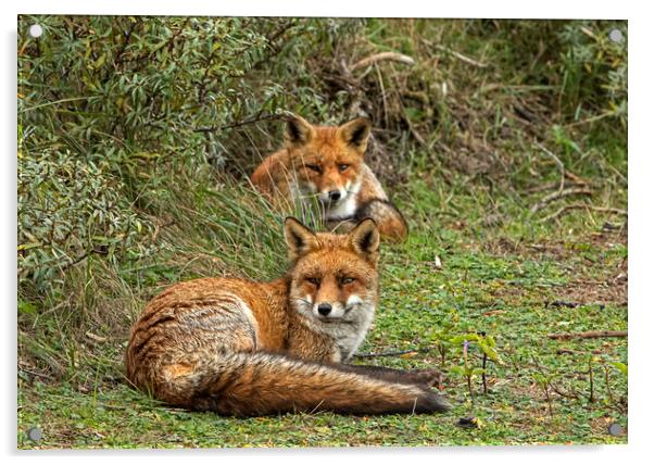 Two Red Foxes relaxing Acrylic by Jenny Hibbert