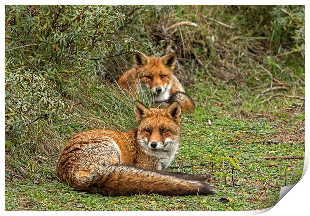 Two Red Foxes relaxing Print by Jenny Hibbert