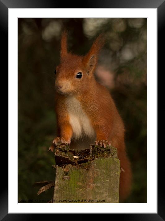 red squirrel Framed Mounted Print by Brett watson