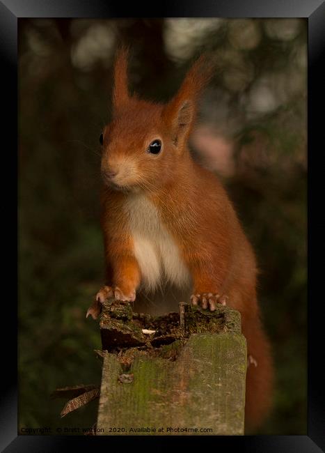 red squirrel Framed Print by Brett watson