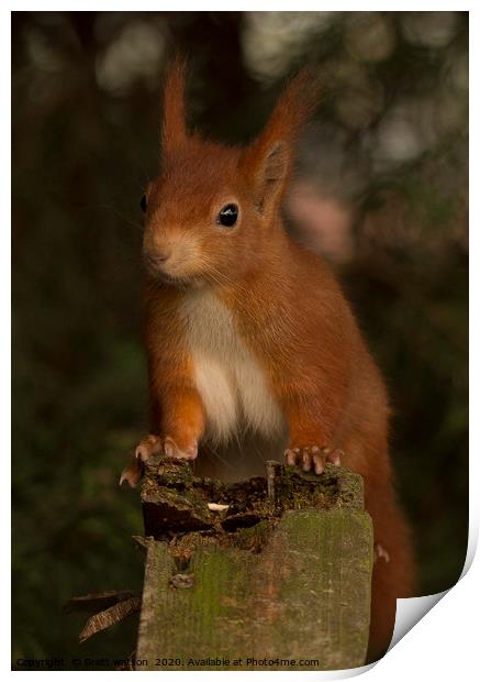 red squirrel Print by Brett watson