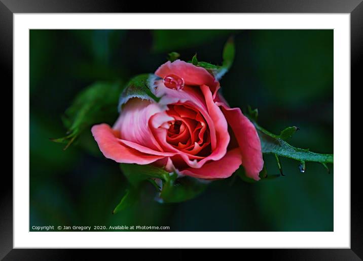 Water droplet on a rose bud Framed Mounted Print by Jan Gregory