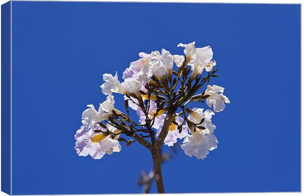 Savannah oak tree flower against a blue sky Canvas Print by Craig Lapsley
