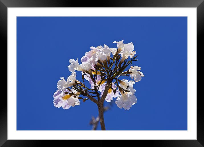 Savannah oak tree flower against a blue sky Framed Mounted Print by Craig Lapsley