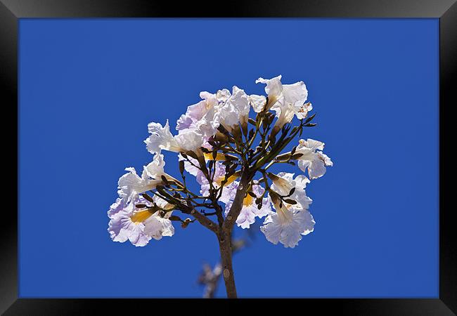 Savannah oak tree flower against a blue sky Framed Print by Craig Lapsley