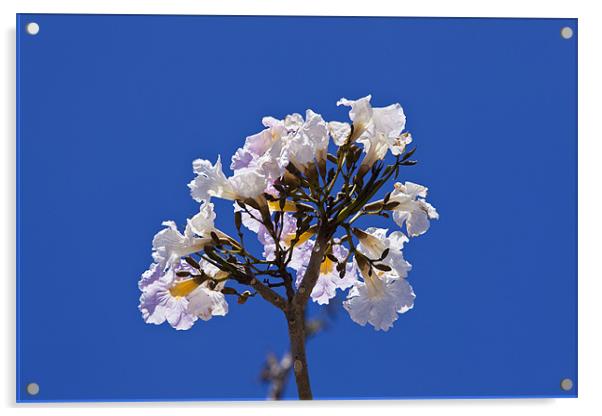 Savannah oak tree flower against a blue sky Acrylic by Craig Lapsley