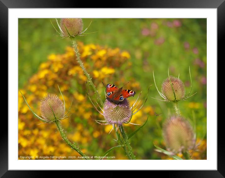 Amongst the Wild Flowers Framed Mounted Print by Angela Cottingham