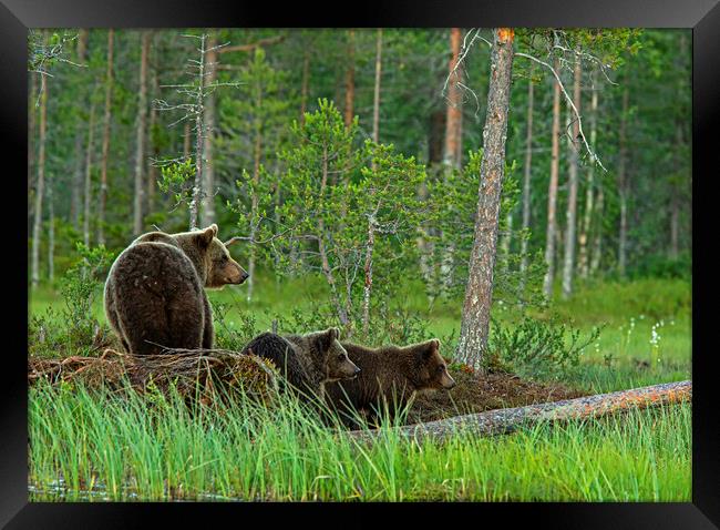 Brown bear family looking anxious  Framed Print by Jenny Hibbert