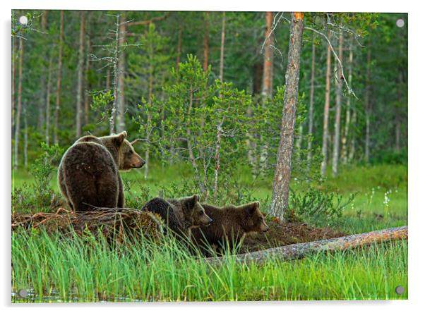 Brown bear family looking anxious  Acrylic by Jenny Hibbert