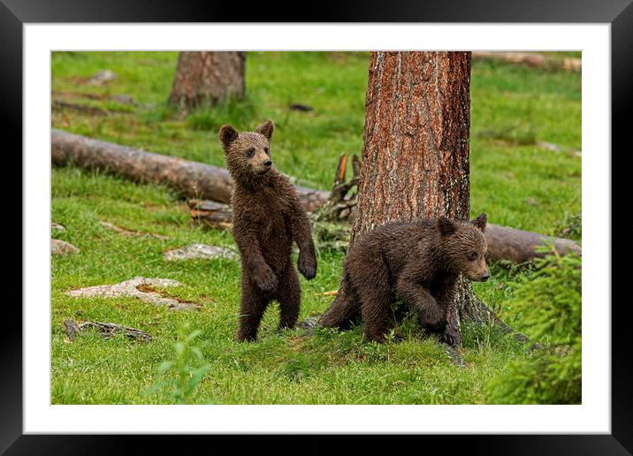 Nervous Bear cubs Framed Mounted Print by Jenny Hibbert