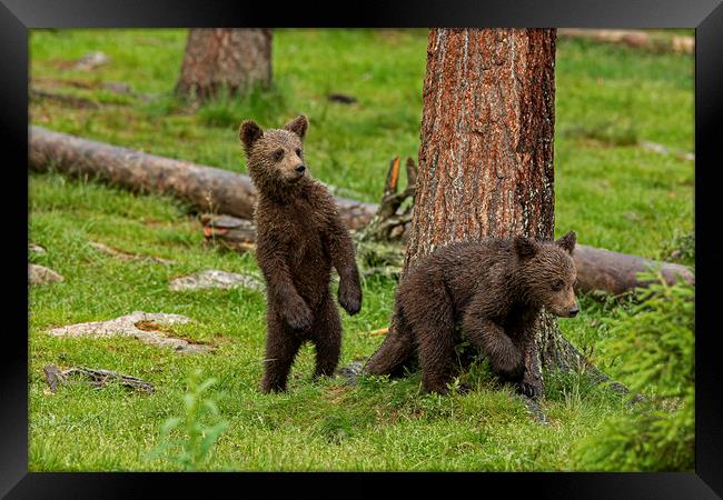 Nervous Bear cubs Framed Print by Jenny Hibbert