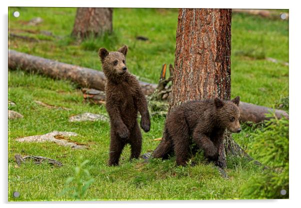 Nervous Bear cubs Acrylic by Jenny Hibbert
