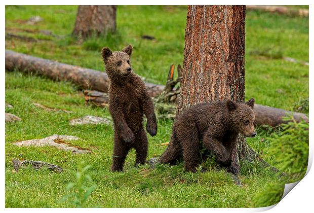 Nervous Bear cubs Print by Jenny Hibbert
