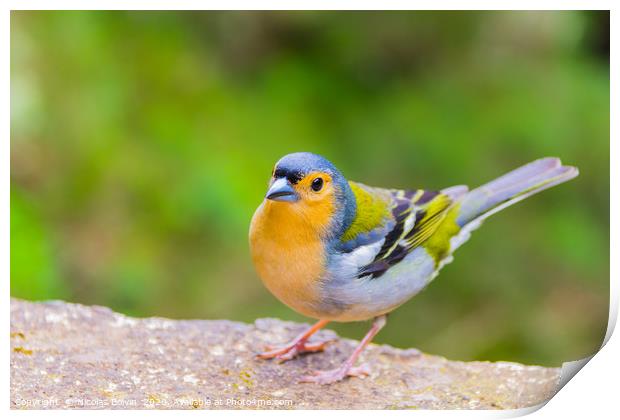 Little bird close up in Madeira island Print by Nicolas Boivin