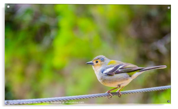 Little bird close up in Madeira island Acrylic by Nicolas Boivin