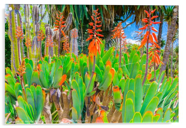 Botanical garden in Funchal Acrylic by Nicolas Boivin
