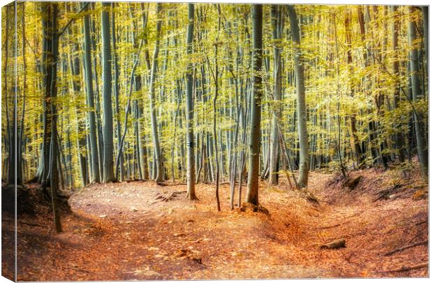 Autumn forest Canvas Print by Zita Stanko