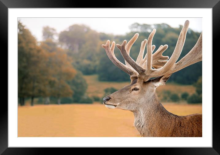 Red deer Framed Mounted Print by Zita Stanko