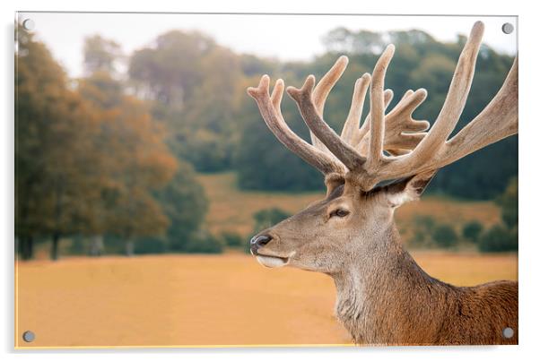 Red deer Acrylic by Zita Stanko