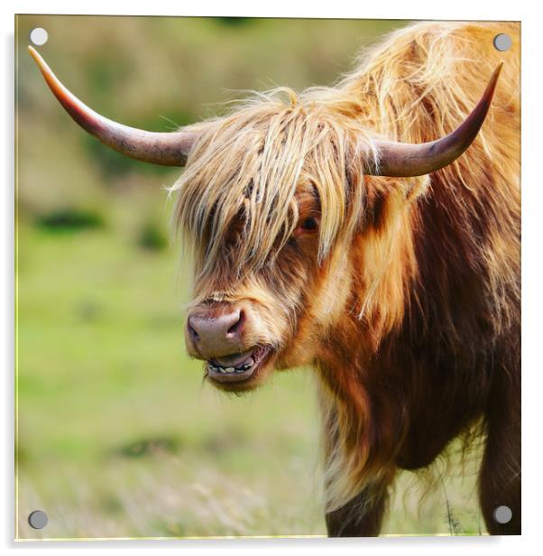 Majestic Highland Cow Grazing Acrylic by Simon Marlow