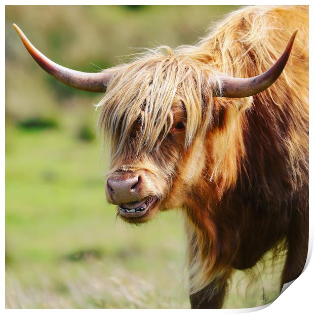Majestic Highland Cow Grazing Print by Simon Marlow