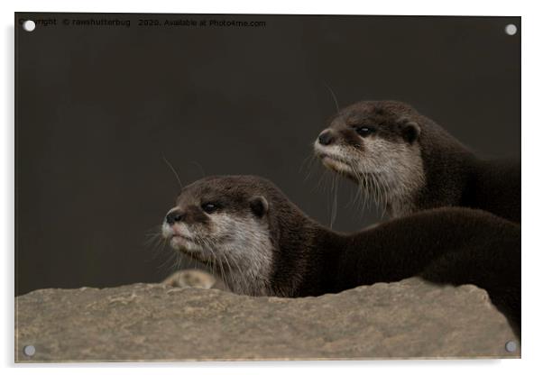 Otter Brothers Acrylic by rawshutterbug 