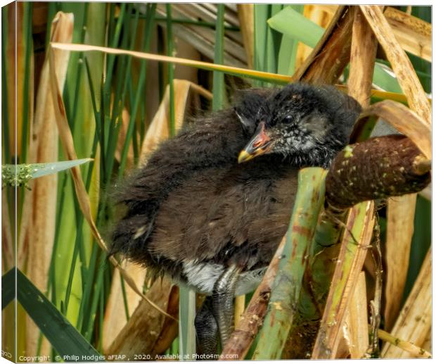 Baby Moorhen Hiding in the Reeds Canvas Print by Philip Hodges aFIAP ,