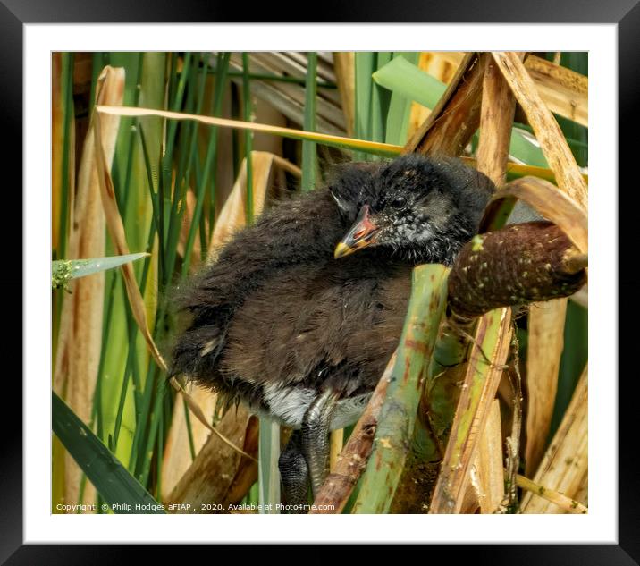 Baby Moorhen Hiding in the Reeds Framed Mounted Print by Philip Hodges aFIAP ,